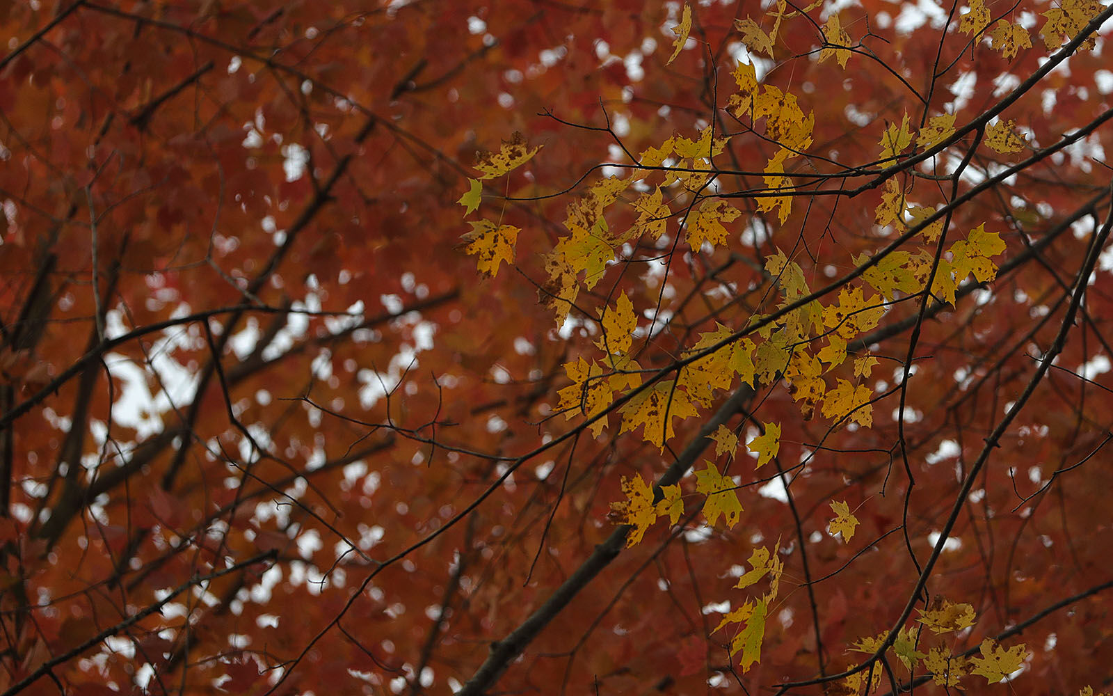 Yellow and Orange